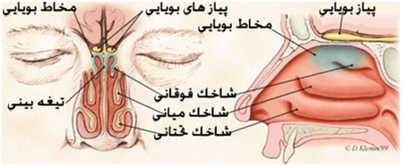 دانلود مقاله آناتومی بینی و عملکردهای بخش های داخلی و خارجی آن