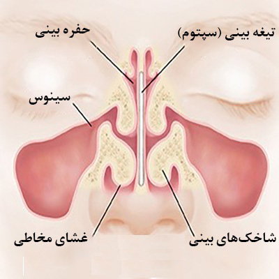 دانلود مقاله آناتومی بینی و عملکردهای بخش های داخلی و خارجی آن