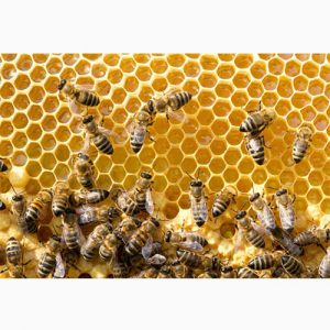 دانلود پکیج آموزش صفر تا صد پرورش زنبور عسل