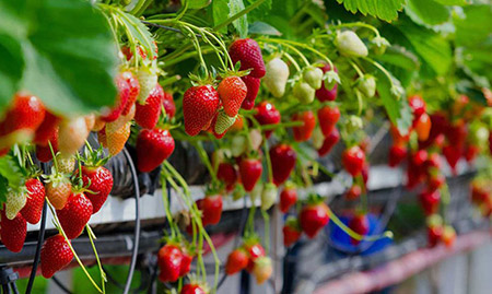 دانلود طرح توجیهی احداث گلخانه هیدروپونیک توت فرنگی