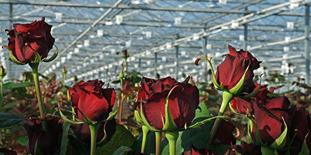 دانلود طرح توجیهی راه اندازی گلخانه هیدروپونیک گل رز