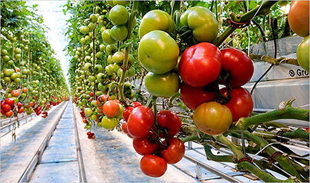 دانلود طرح توجیهی گلخانه هیدروپونیک گوجه فرنگی