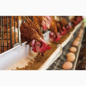دانلود طرح توجیهی پرورش مرغ بومی تخمگذار
