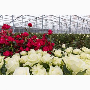 دانلود طرح توجیهی احداث گلخانه هیدروپونیک گل رز هلندی
