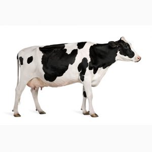 دانلود طرح توجیهی پرورش گاو شیری 100 راسی