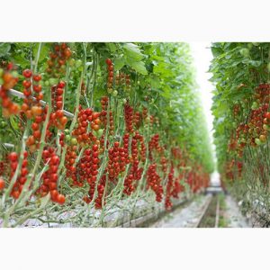 دانلود طرح توجیهی احداث گلخانه هیدروپونیک گوجه فرنگی 1000 متری