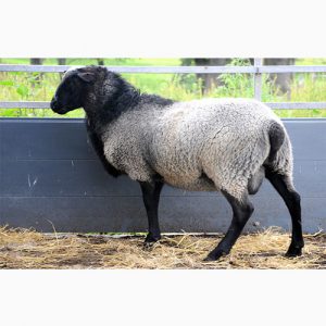 دانلود طرح توجیهی پرورش گوسفند رومانوف 100 راس 