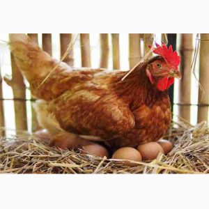 دانلود طرح پرورش مرغ تخمگذار سال 1400