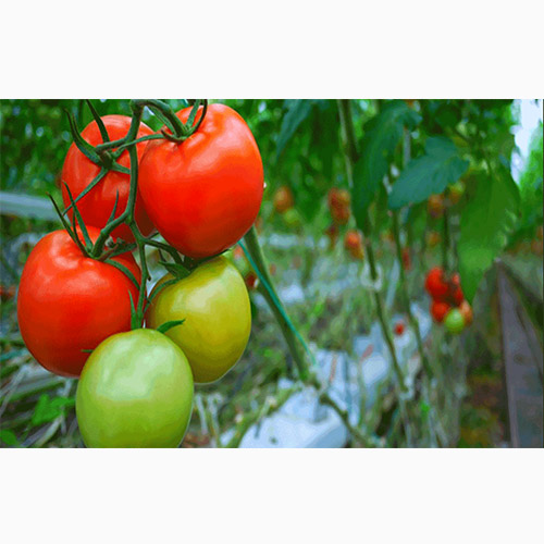 دانلود پکیج آموزش تولید و پرورش گوجه فرنگی