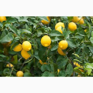 دانلود طرح توجیهی احداث باغ لیمو ترش