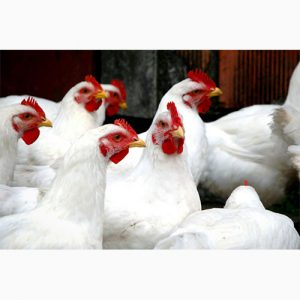 دانلود طرح توجیهی آموزش پرورش مرغ گوشتی